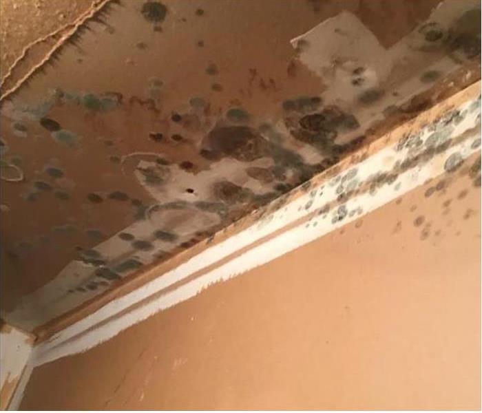 mold spots on drywall